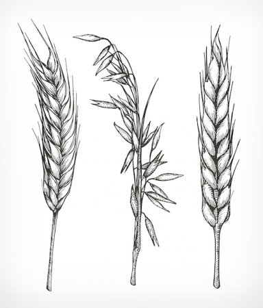 Пшеница карандашом