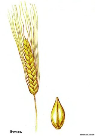 Плод ржи Зерновка