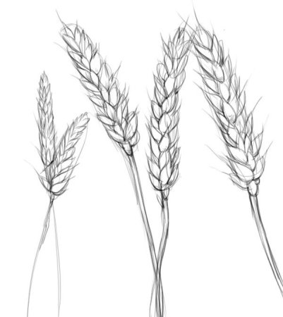 Раскраска колосок пшеницы для детей