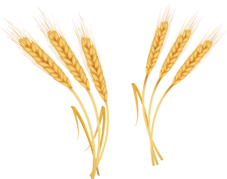 Колосья пшеницы вектор