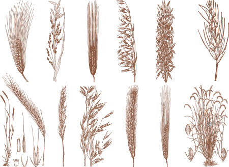 Злаки вектор