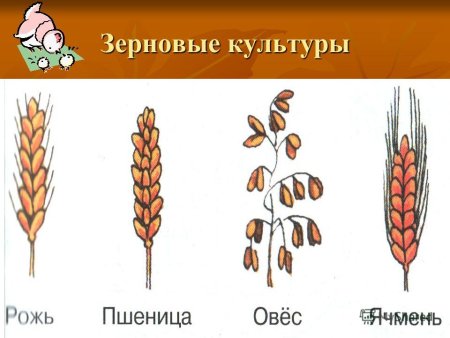 Хлебные злаковые культуры таблица