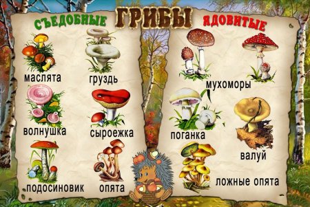 Таблица съедобных и несъедобных грибов