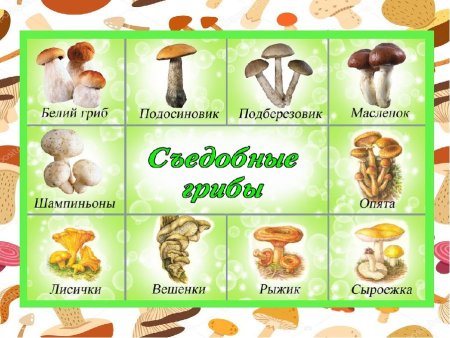 Грибы съедобные и несъедобные рисунки с названиями