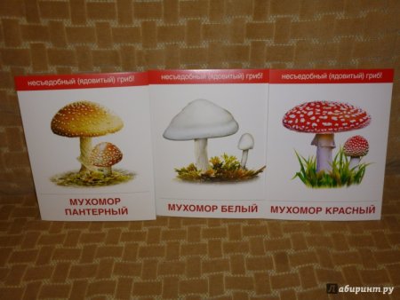 Рисунки съедобных и несъедобных грибов