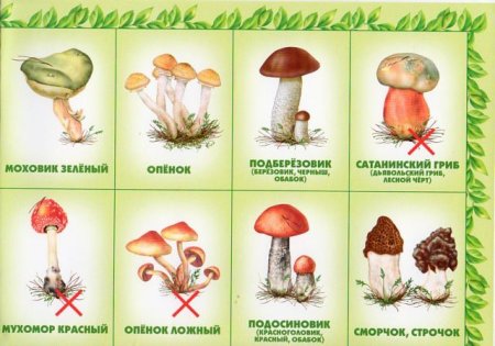 Игра съедобные и несъедобные грибы