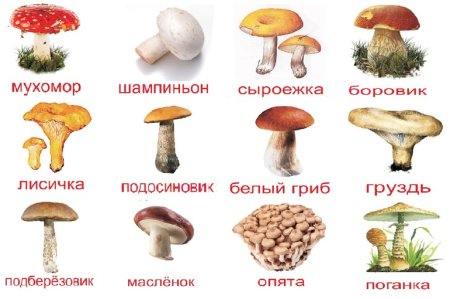 Карточки съедобные и несъедобные грибы для детей