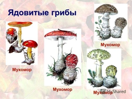 Детские рисунки съедобные и несъедобные грибы (50 фото)
