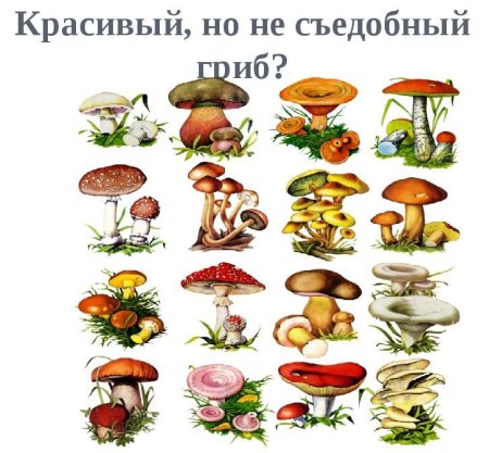 Таблица съедобных и несъедобных грибов
