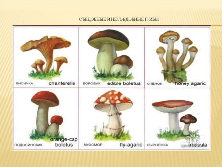 Карточки съедобные и несъедобные грибы для детей