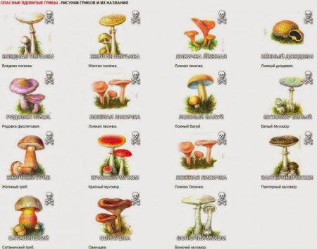 Схема съедобных и несъедобных грибов