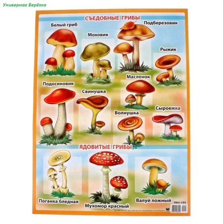 Плакат съедобные ядовитые и несъедобные грибы