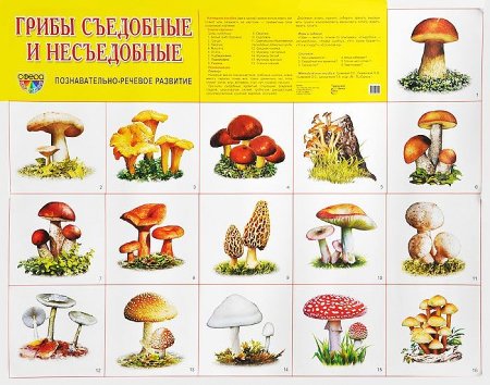 Таблица съедобных и несъедобных грибов