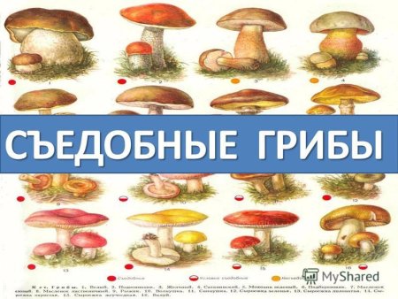 Карточки грибы съедобные и несъедобные с названиями