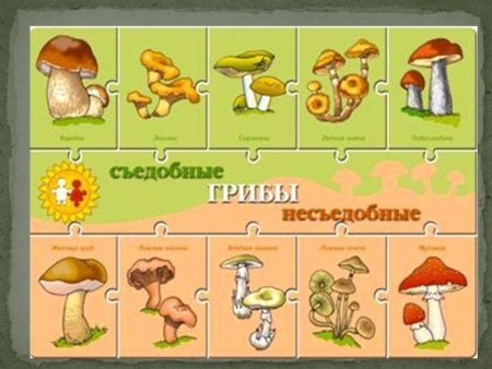 Плакат грибы съедобные и несъедобные