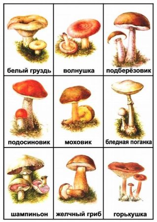 Карточки грибы съедобные и несъедобные