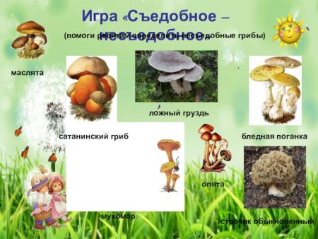 Буклет съедобные и несъедобные грибы