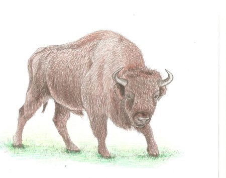 Рисование зубра