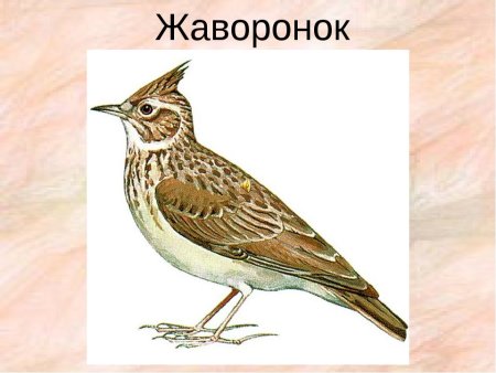Жаворонок для детей