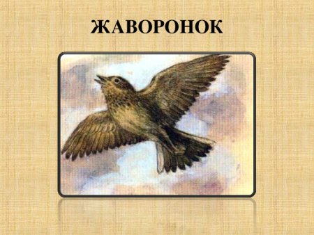 Рисование. Тема: «Жаворонок».