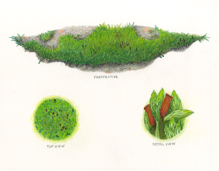 Мох карандашом