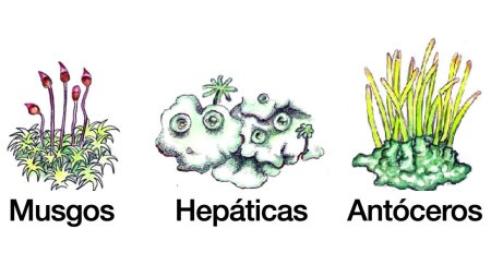 Мох карандашом