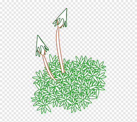 Нарисовать мох