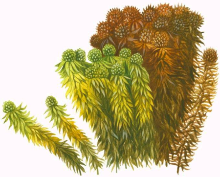 Сфагнум иллюстрация