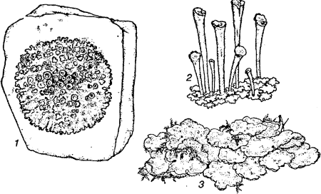 Лишайник накипной схематично