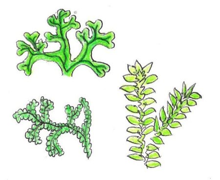 Лишайник ягель рисунок