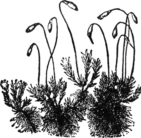 Мох раскраска для детей