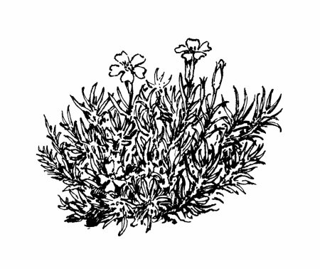 Камнеломка чёрно-белая