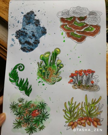 Мох рисунок