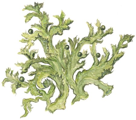 Лишайник цетрария Исландская рисунок