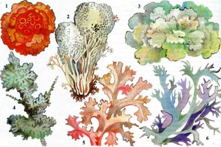 Что такое Олений мох в биологии