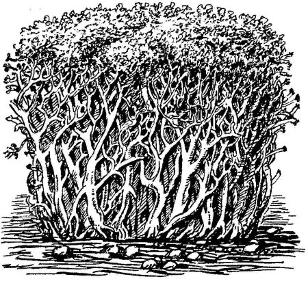 Ягель Олений мох