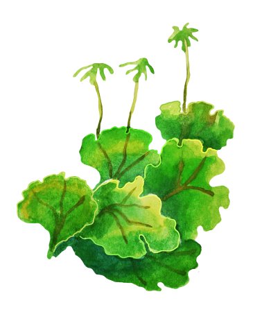 Маршанция это в биологии