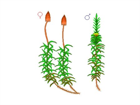 Кукушкин лен и сфагнум