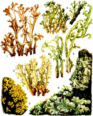 Цетрария Делиса