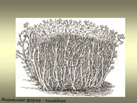 Кладония лишайник рисунок