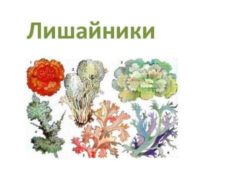 Кустистые лишайники рисунок