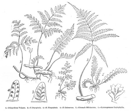 Раскраска папоротник орляк