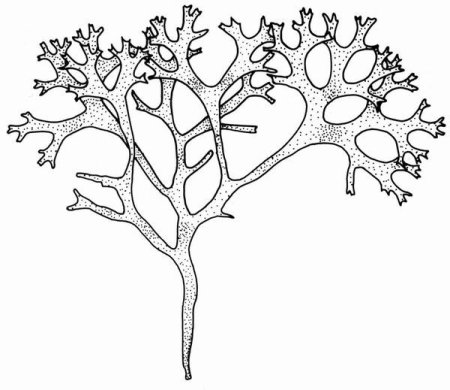 Хондрус цикл