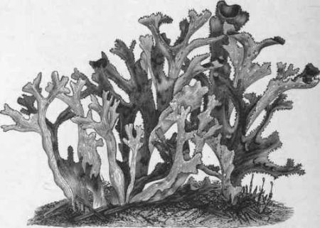 Кладония лишайник рисунок