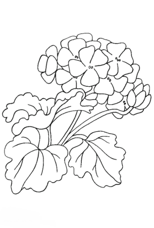 Пеларгония зональная рисунок