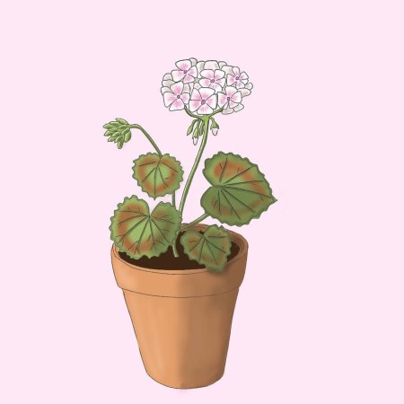 Герань раскраска для детей