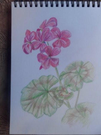 Пеларгония зональная рисунок