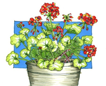 Пеларгония зональная раскраска