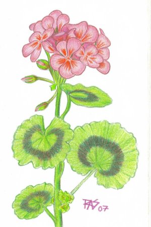 Синяя Сибилла герань