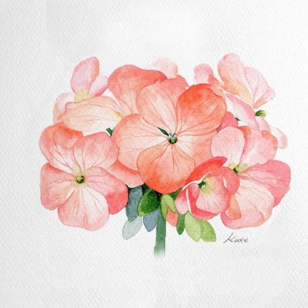 Вектор герань пеларгония